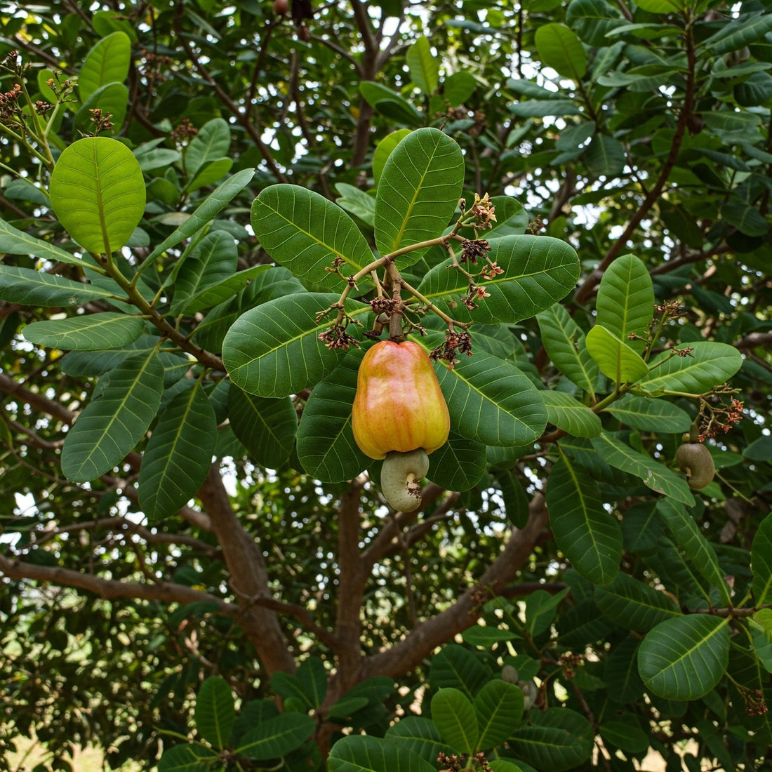 From Farm to Your Homes: The Journey of a Cashew